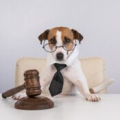 Dog as a lawyer