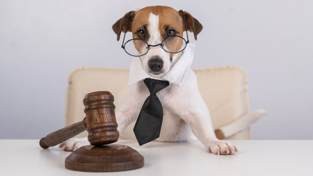 Dog pretending to be a lawyer